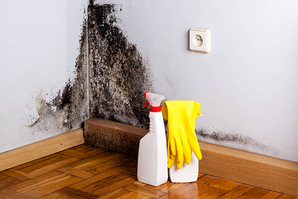 Best Mold Damage Repair  in Travelers Rest, SC